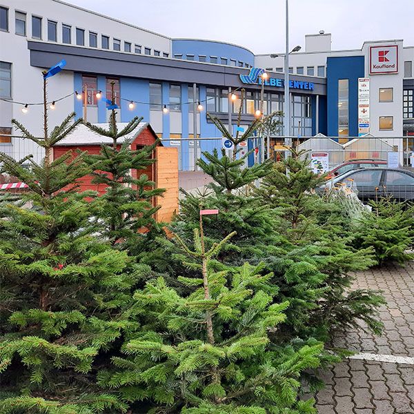 Weihnachtsbaumverkauf im ElbeCenter