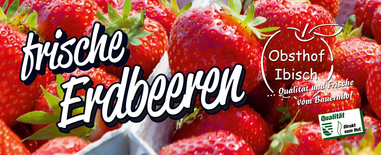 Frische Erdbeeren vom Obsthof Ibisch